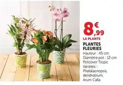 Super U Plantes fleuries offre