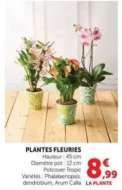U Express Plantes fleuries offre