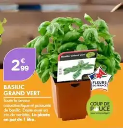 Point Vert Basilic grand vert offre