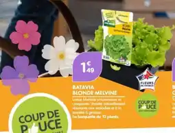 Point Vert Batavia blonde melvine offre