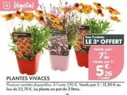 Point Vert Végétal PLANTES VIVACES offre