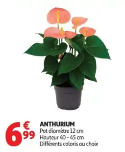 Auchan ANTHURIUM offre
