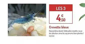 Crevette Bleue