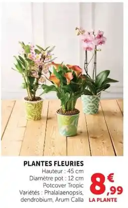 Super U Potcover Tropic offre