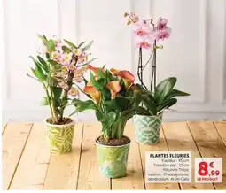 U Express Potcover Tropic PLANTES FLEURIES offre