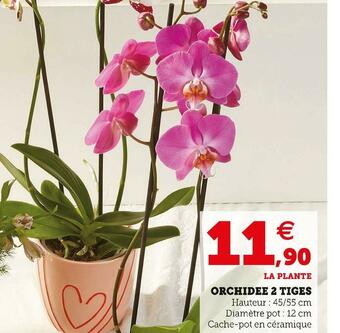 Orchidee 2 tiges