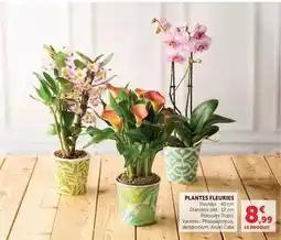 U Express Plantes fleuries offre