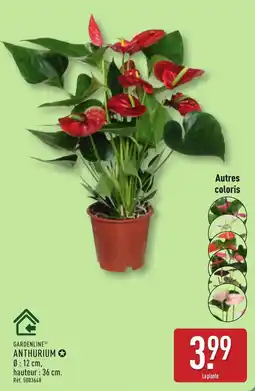 ALDI GARDENLINE ANTHURIUM offre