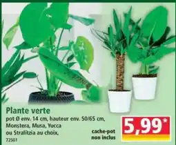 Norma Plante verte offre