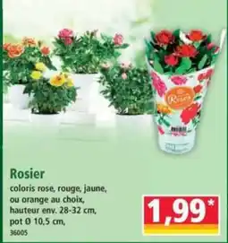 Norma Rosier offre