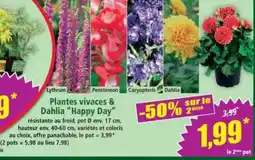 Norma Plantes vivaces & Dahlia Happy Day offre