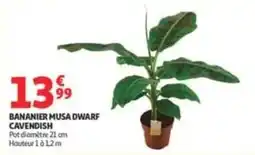 Auchan Supermarché BANANIER MUSA DWARF offre