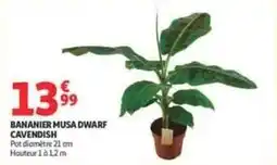Auchan Supermarché Bananier musa dwarf cavendish offre