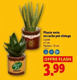 Lidl Plante verte en cache pot vintage offre