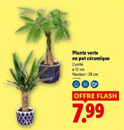 Lidl Plante verte en pot céramique offre