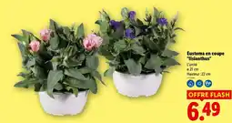 Lidl Eustoma en coupe "lisianthus" offre