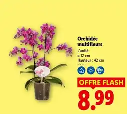 Lidl Orchidée multifleurs offre