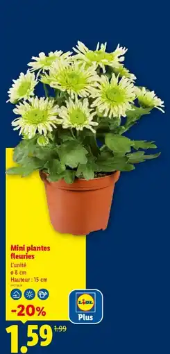Lidl Mini plantes fleuries offre