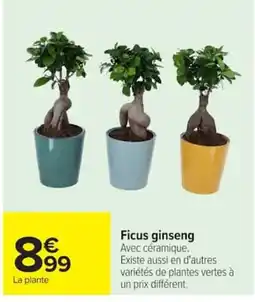 Carrefour Ficus ginseng offre
