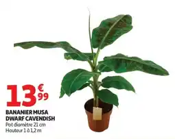 Auchan BANANIER MUSA DWARF CAVENDISH offre