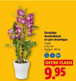 Lidl Orchidée dendrobium en pot céramique offre