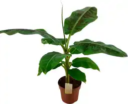 Auchan Sans marque bananier musa dwarf cavendish offre