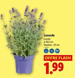 Lidl Lavande offre