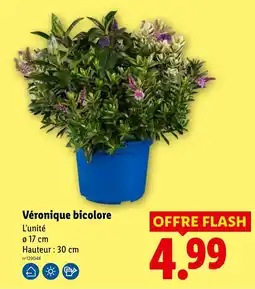Lidl Véronique bicolore offre