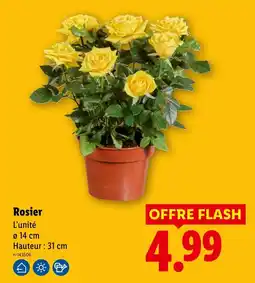 Lidl Rosier offre