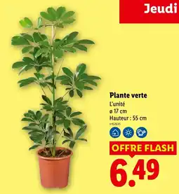Lidl Plante verte offre