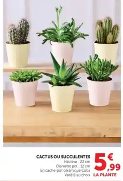 U Express LA PLANTE Cactus ou succulentes offre