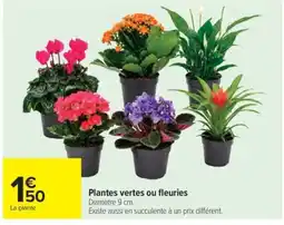 Carrefour Plantes vertes ou fleuries offre