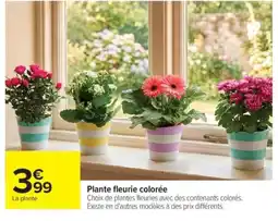 Carrefour Plante fleurie colorée offre