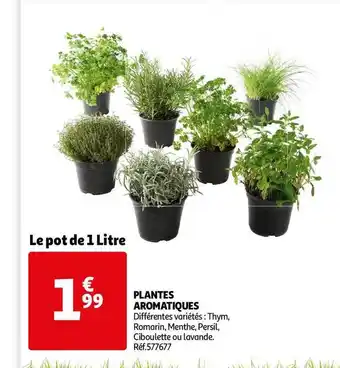 Auchan Plantes Aromatiques offre