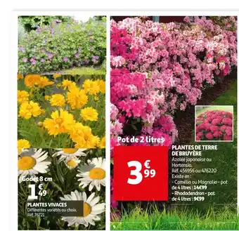 Auchan Plantes Vivaces, Plantes De Terre De Bruyère offre