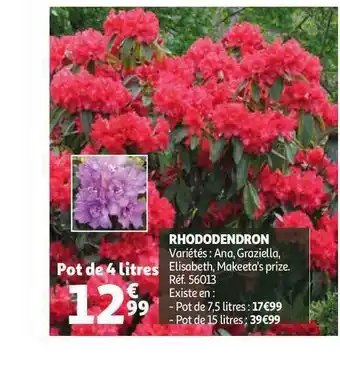 Auchan Rhododendron offre