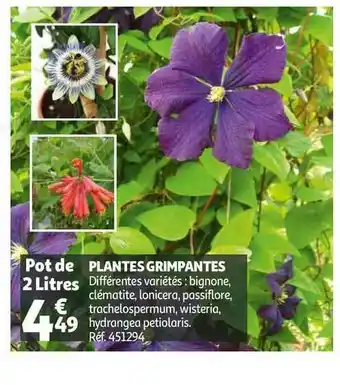 Auchan Plantes Grimpantes offre