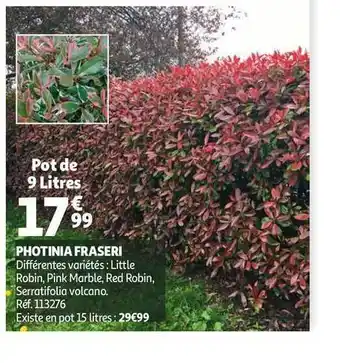 Photinia Fraserie