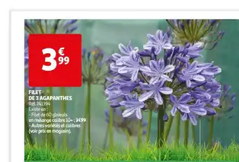 Auchan Filet De 3 Agapanthes offre