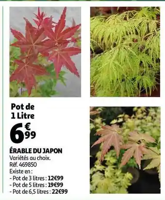 Auchan érable Du Japon offre