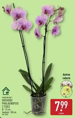 ALDI GARDENLINE ORCHIDÉE PHALAENOPSIS offre