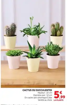 U Express LA PLANTE Cactus ou succulentes offre