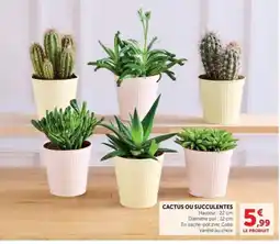 Hyper U CACTUS OU SUCCULENTES offre