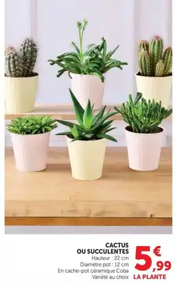 Super U LA PLANTE Cactus ou succulentes offre