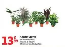 Auchan Supermarché PLANTES VERTES offre