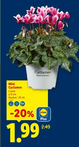 Lidl Mini cyclamen offre