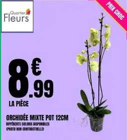 E.Leclerc Orchidée mixte pot 12cm offre