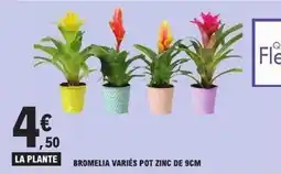 E.Leclerc Express Bromelia variés pot zinc de 9cm offre