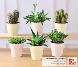 U Express Cactus ou succulentes offre
