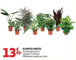Auchan PLANTES VERTES offre